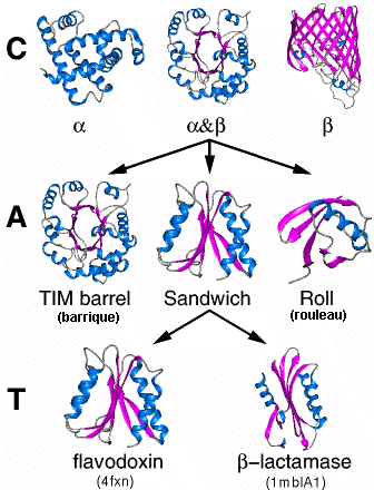 Design de proteines mutlidomaines; étudier la géométrie spatiale entre  enzymes ou fonctionaliser la cellulose, deux approches possibles.