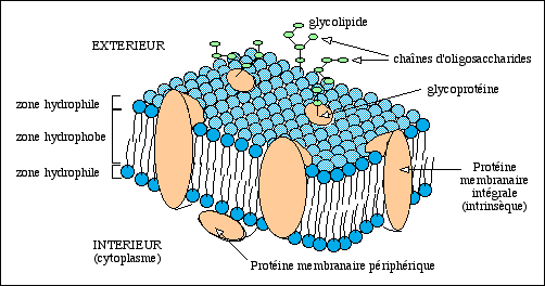 membrane plasmique snv jussieu