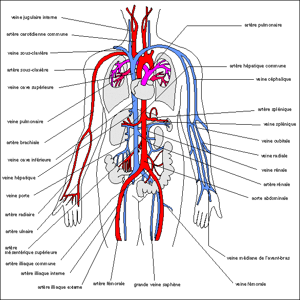 Schema artere corps humain