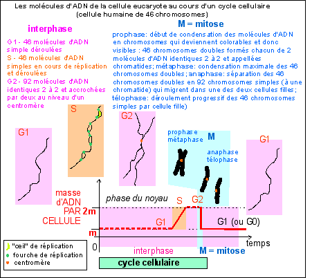 Cycle cellulaire dans le cas d'une division inégale