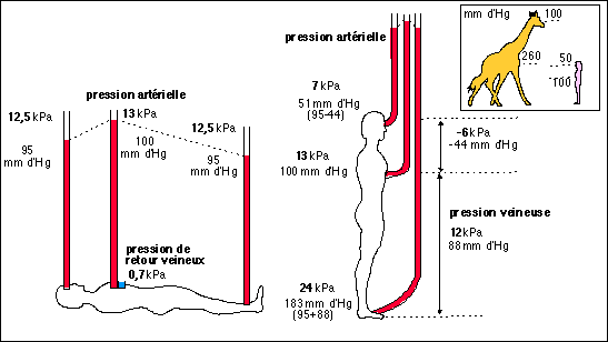 Biologie Simplifiée - La pression artérielle ou tension artérielle : c'est  la pression qui règne à l'intérieur des artères. La mise en tension des  parois artérielles permet au sang de circuler correctement