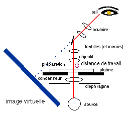 Utilisation du microscope optique - myMaxicours