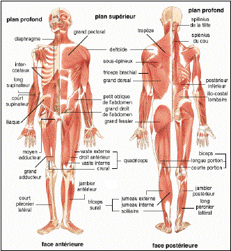 Pédagogie du corps humain - tous les fournisseurs - système physiologique  corps humain - fonctionnement muscles corps humain - pédagogie système  nerveux - pédagogie du squelette - anatomie corps