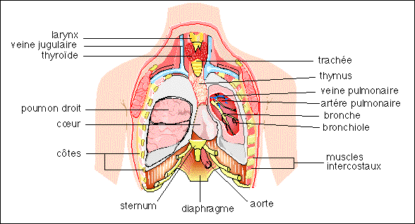 SchÃ©ma anatomie organes